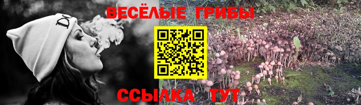 Псилоцибиновые грибы GOLDEN TEACHER Железноводск
